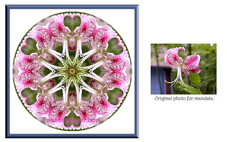 lily_mandala.jpg